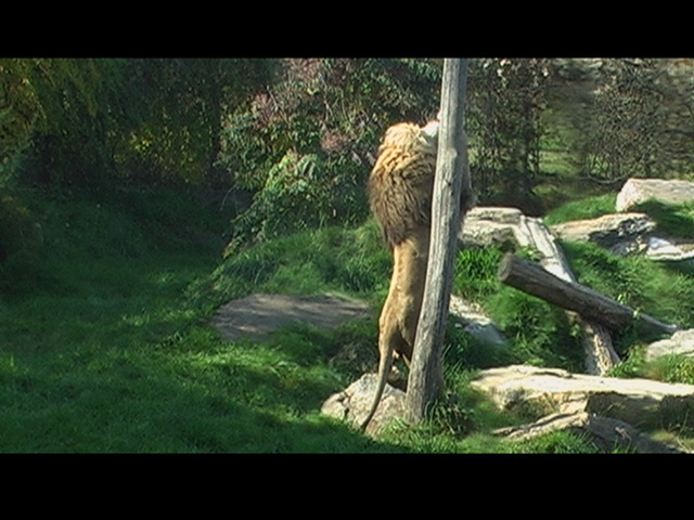 Löwe bei der Fütterung