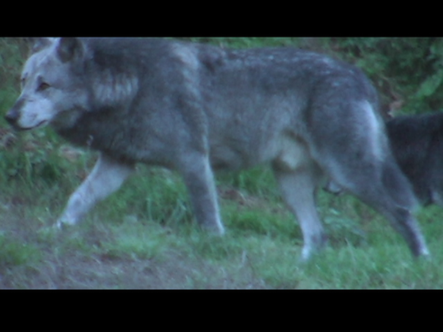 Wolf auf der Pirsch