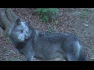 Wolf auf der pirsch